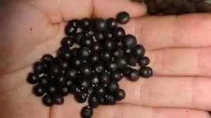 Indiana Seeds